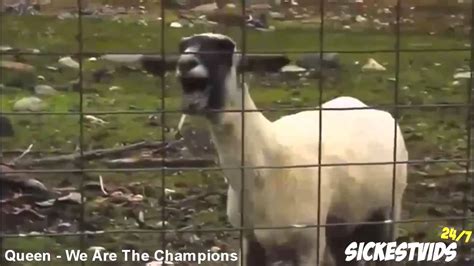 Best Goat Edition Compilation Top 5 Screaming Goat Songs Youtube