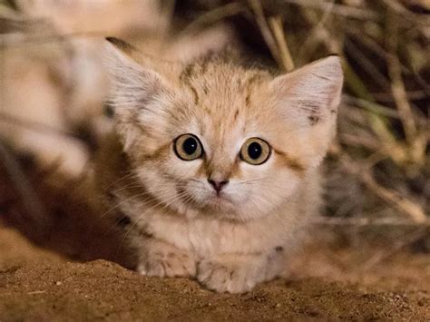 Moroccos Tiny Sand Cats Reveal Behavior Never Before Seen In Wild Cats