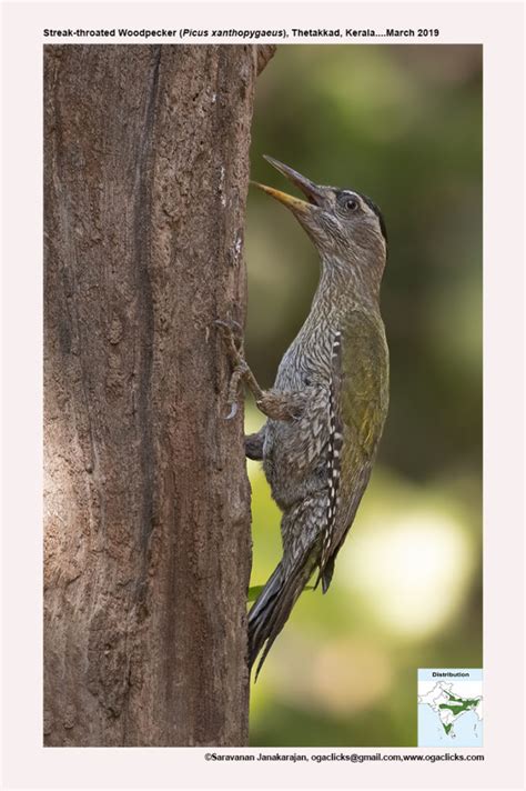Streak Throated Woodpecker Detail Ogaclicks