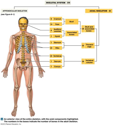 The Axial Skeleton Axial Skeleton Human Anatomy Anatomy And Physiology