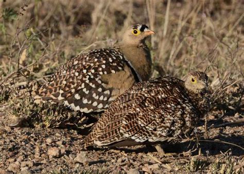 Double Banded Sandgrouse Birds Of South Africa
