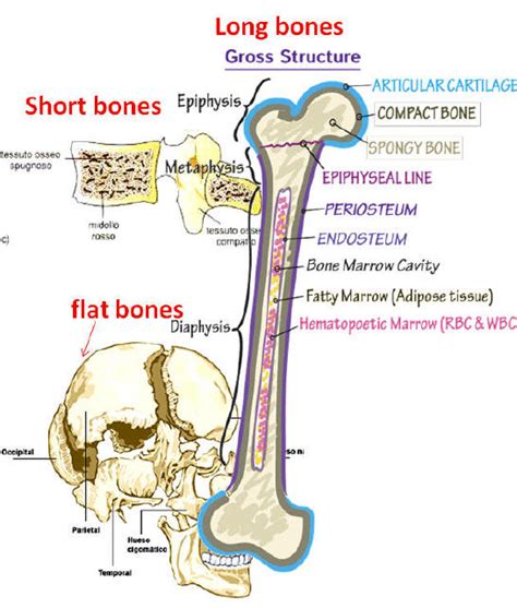 Long, short, flat, irregular and sesamoid. Anatomy and histology of bone tissue