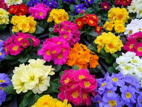 Primrose Color Flowers Flowers Wallpapers 3000x2250