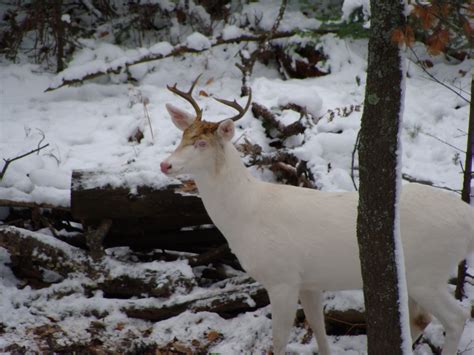 Albino Buck In Northern Wisconsin Deer And Deer Hunting