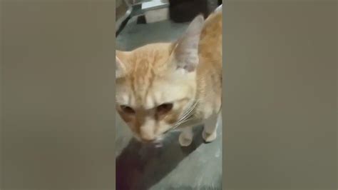Kucing Nya Laper Youtube