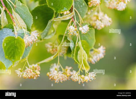 Linden Blossom Of Tilia Cordata Tree Small Leaved Lime Littleleaf