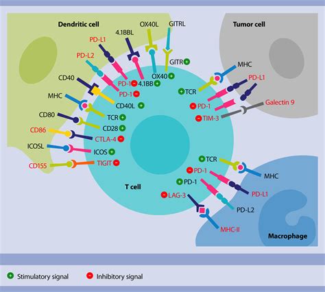 Immune Checkpoint Analysis Flow Cytometry Assays Miltenyi Biotec