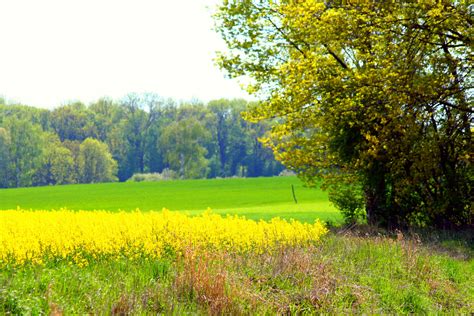 Sommer Foto And Bild Wald Sommer Feld Bilder Auf Fotocommunity