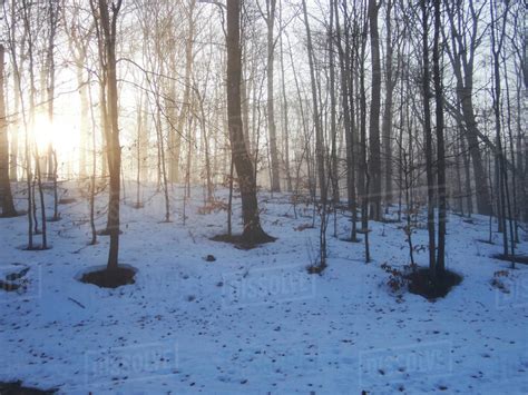 Trees On Snow Covered Field At Forest During Sunrise Stock Photo