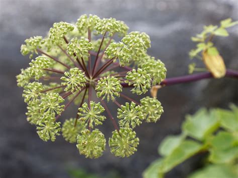 Growing Angelica Tips For Angelica Care In The Herb Garden