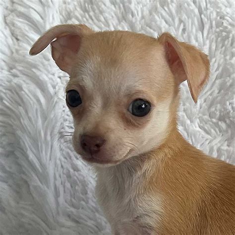 Teacup Chihuahua Puppy For Sale Heavenly Puppies