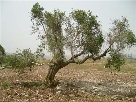 Olive trees are self pollinating but after some years you get lots of inbreds which got abscissionized. A dying olive tree | This very old olive tree is dying by ...