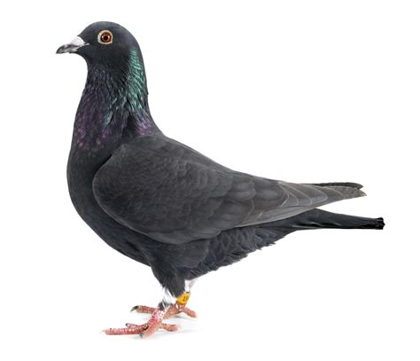 Pin On Pigeons