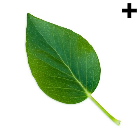 Lista 93 Imagen De Fondo Planta De Hoja Verde Y Blanca Actualizar