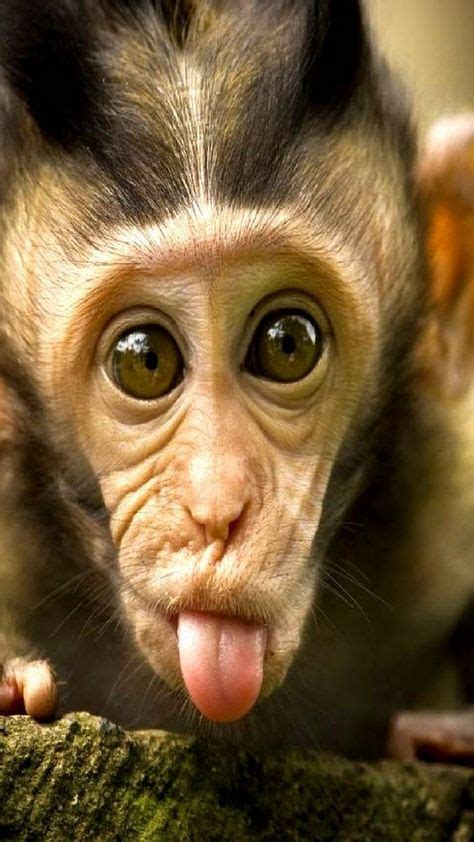 Pin By Hunny Adam On Wildlife Animals Cute Baby Monkey Funny Profile
