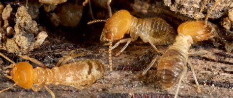 The cost, unfortunately, was too much for the small church to in 1970, reverend clegg's son, phil clegg, now president of clegg's termite and pest control, joined the firm after working as a pilot with the north. Termite Control - Mountaineer Pest Control