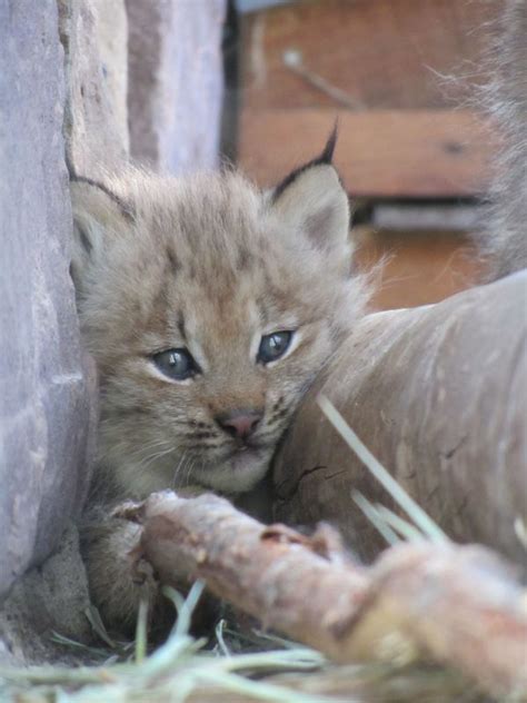 Meet Cheyenne Mountain Zoos Canada Lynx Kittens Lynx Kitten