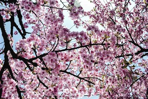 Types Of Flowering Trees That Are Perfect For Your Yard Arbor Facts