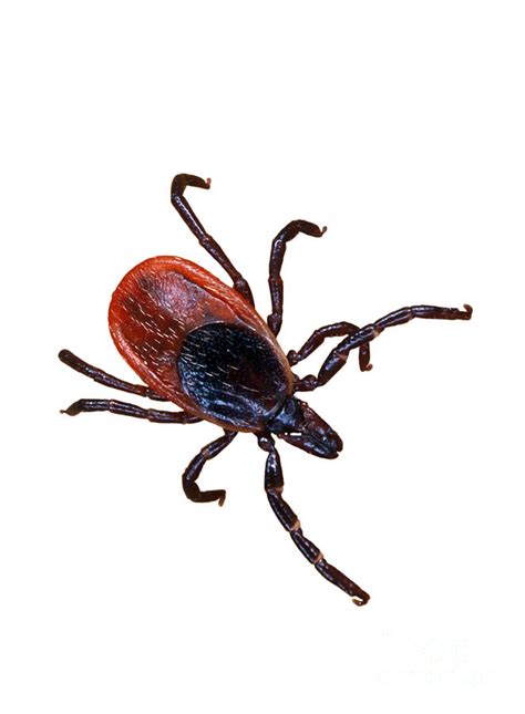 Female Blacklegged Tick Photograph By Science Source Fine Art America
