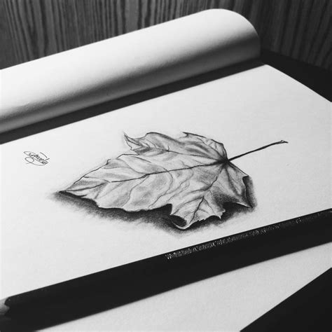 40 Leaf Pencil Drawing Ideas Pencil Drawings Drawings Leaves Sketch
