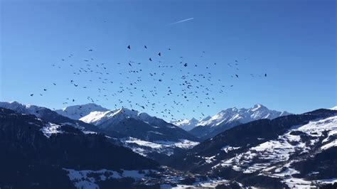 Beautiful Birds Flying Formation In Mountains Youtube