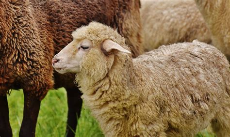 Sheep Farm Animals Facts And News By World Animal Foundation