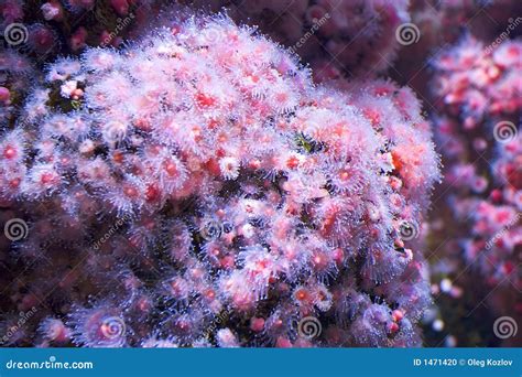 Sea Pink Flowers Stock Photo Image Of Aquatic Diving 1471420