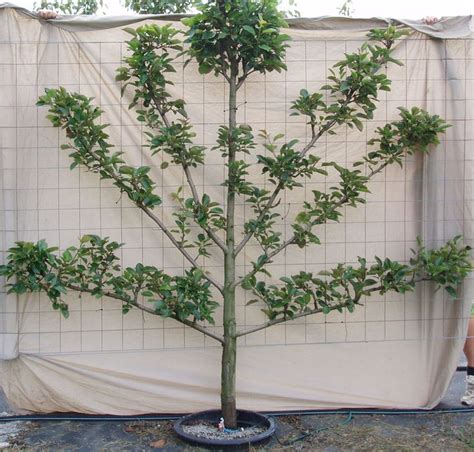 Haus And Home Intro To Espalier