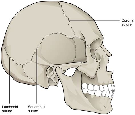 The Axial Skeleton Pt 1 The Skull Nursehub