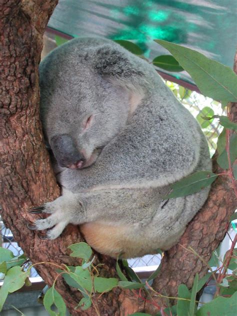 Queensland Koala A Koala Sleeps At The Bungalow Bay Koala Flickr