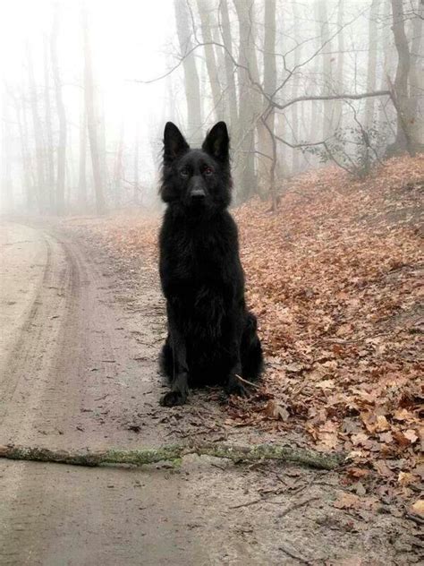 Black Wolf Cute Animals Black Dog Black German Shepherd