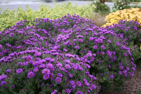 Image Gallery Aster Na‘purple Dome Flowers Perennials Full Sun