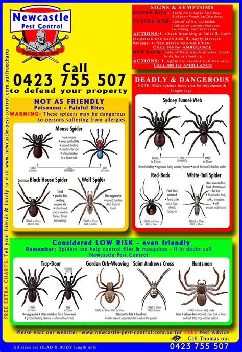Free Spider Chart Spider Chart Spider Identification Chart Spider