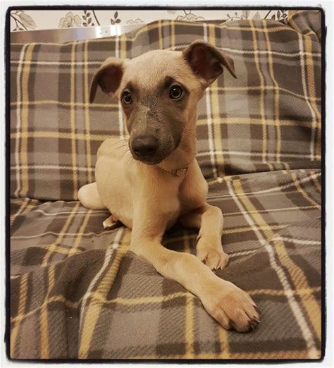 Whippet Puppies For Sale Bloomfield Nj 178094