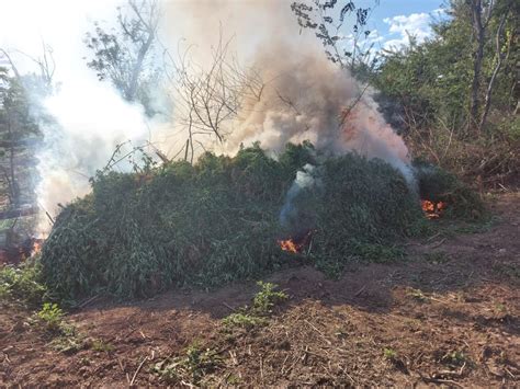 Planta O De Mil P S De Maconha Destru Da Pela Pol Cia Na Regi O