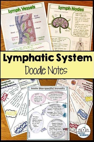Lymphatic System Doodle Notes Doodle Notes Immune System Nursing