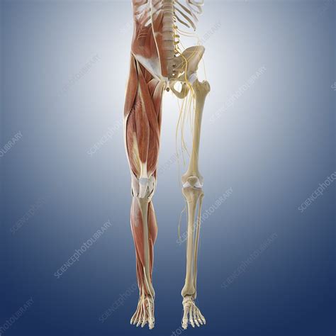 Lower Body Anatomy Artwork Stock Image C0145578 Science Photo