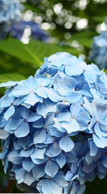Comment Obtenir Des Hortensias Bleus Tous Les Conseils De Culture Pour