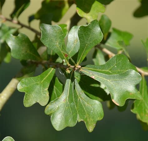 Water Oak Flowering Plantsangiospermae Of Coffee County · Inaturalist