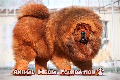 Tibetan Mastiff Dog Breed Animal Media Foundation