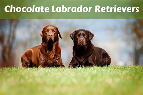Chocolate Lab Your Go To Guide To The Chocolate Labrador Retriever 2021