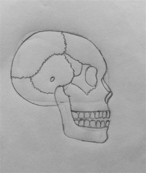 Draw It Neat How To Draw Skull 💀 Diagram Cbse Ncert
