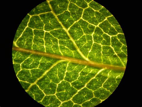 Plant Cell Microscope Images Biological Science Picture Directory