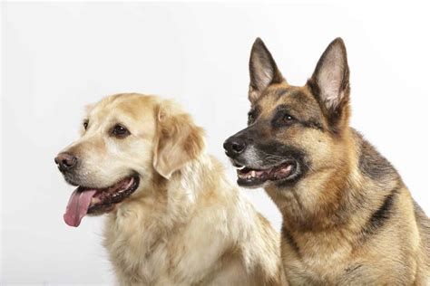 Golden Shepherd Smart Friendly Easy To Train Dogs