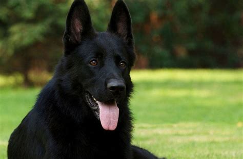 Black German Shepherd Breed Information