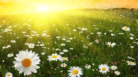 18 Amazing Field Of Daisies Wallpapers