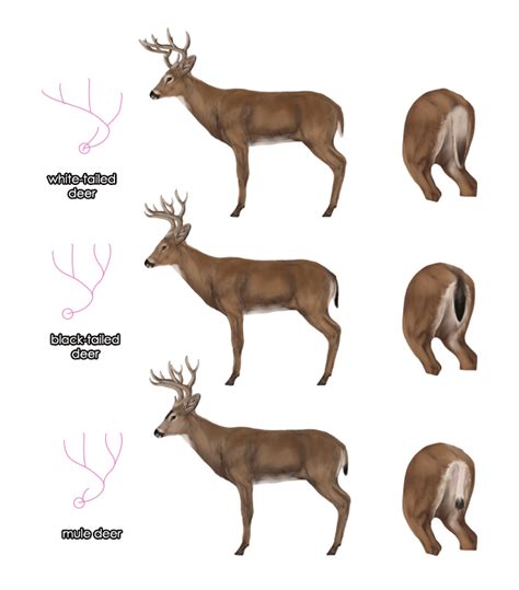 Body Deer Age Chart
