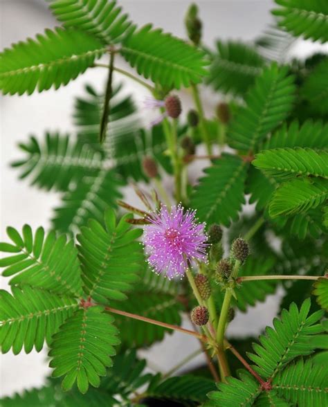 Mimosa Pudica How To Grow Ticklish Sensitive Plant Indoors