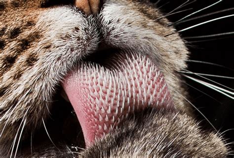 Your Cats Tongue Is A Super Brush Life With Cats