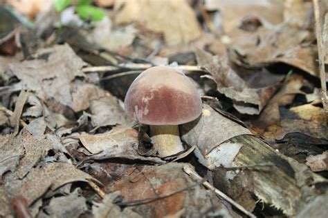 2023 Mushroom Memories Bountiful Boletes